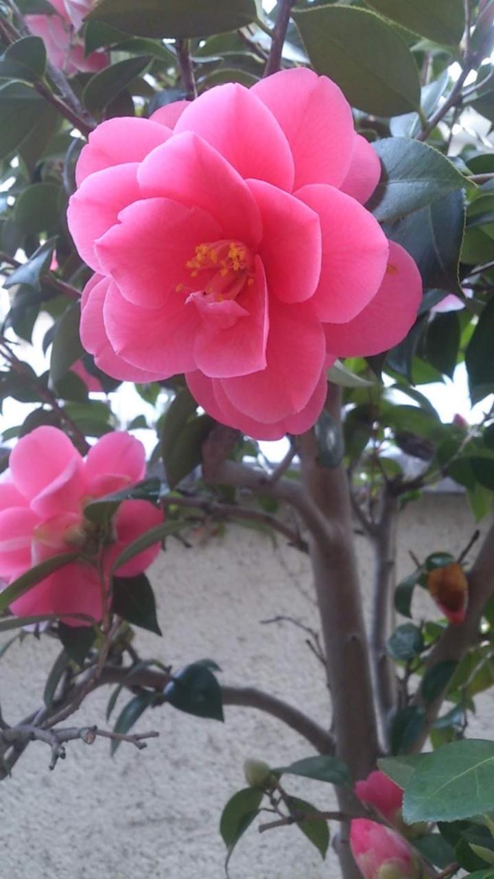Thank You So Muchya Eikando Kioto Exterior foto